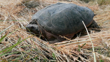 Nem mindennapi élőlény bukkant fel a Taktaközben