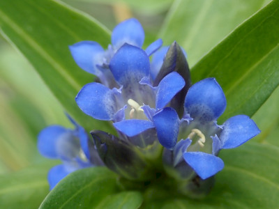 Szent László tárnics_SA