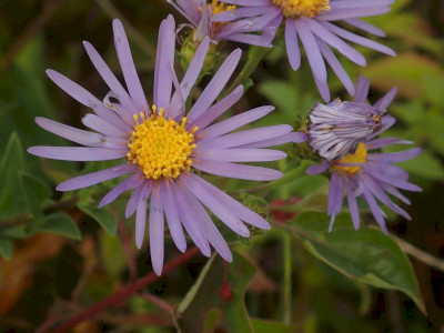 csillagőszirózsa_SA