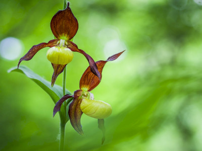Boldogasszony papucsa_Cypripedium calceolus_KA