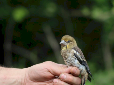 meggyvago_Kovacs Csaba