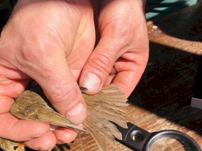 240427_13_Gelsei Örsi