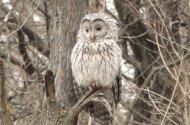 Önkéntes adatgyűjtéssel támogatja a Bükki Nemzeti Park Igazgatóság munkáját egy holland házaspár a Tarnavidéken