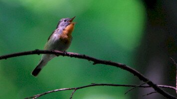Összefogás a tarnavidéki kis légykapókért