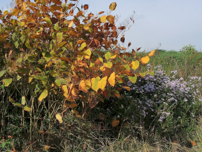 Japánkeserűfű  Fotó: Bartha Csaba