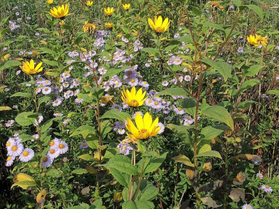 Amerikai őszirozsa és sokvirágú napraforgó  Fotó: Bartha Csaba