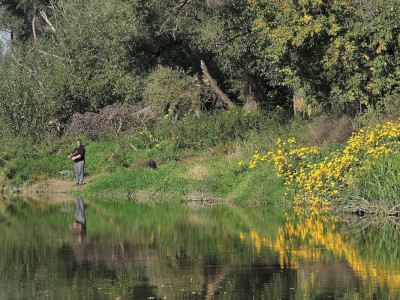 Egy horgász és mellette a sokvirágú napraforgó  Fotó: Bartha Csaba