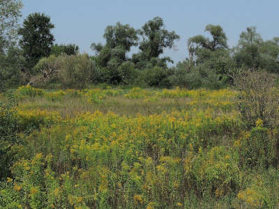 Kanadai aranyvessző  Fotó: Bartha Csaba