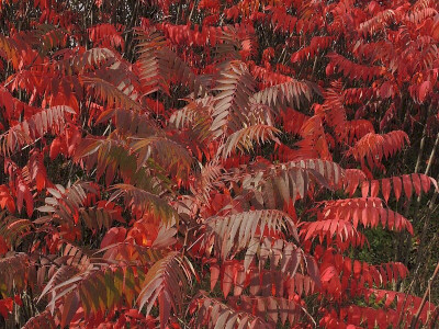 Ecetfa  Fotó: Bartha Csaba