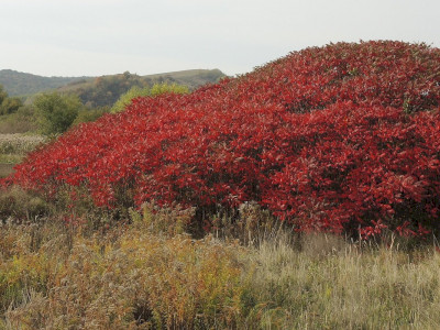 Ecetfa Fotó: Bartha Csaba