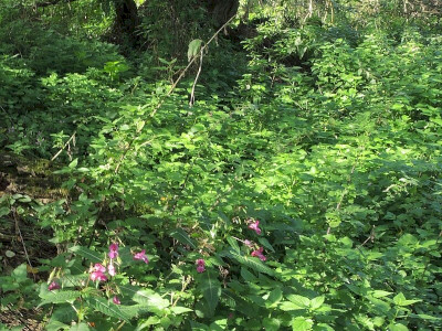 Bíbor nebáncsvirág  Fotó: Bartha Csaba