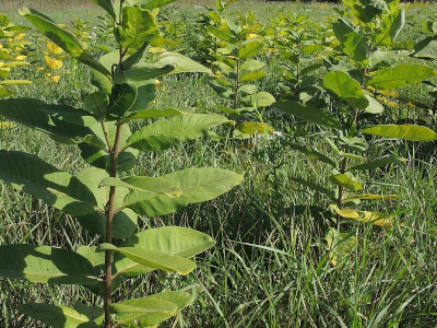 Selyemkóró  Fotó: Bartha Csaba