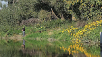  Özönnövények a Sajó mentén