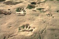 Ipolytarnóci ősmaradványok - 17 millió éves lábnyomok