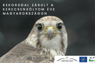 Rekorddal zárult a kerecsensólyom éve Magyarországon