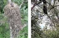 Rekordméretű rétisas fészek a Tisza-ártérben