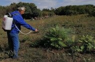 bálványfa, mirigyes bálványfa, bükki nemzeti park, természetvédelmi őrszolgálat, inváziós növény, invazív