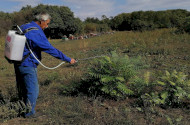 bálványfa, mirigyes bálványfa, bükki nemzeti park, természetvédelmi őrszolgálat, inváziós növény, invazív