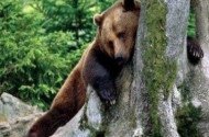 medve, barnamedve, európai barnamedve, mihály, fokozottan védett állatok, large carnivores, bükki nemzeti park, bükk, ursus arctos