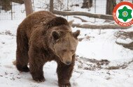 medve, barnamedve, európai barnamedve, mihály, fokozottan védett állatok, large carnivores, bükki nemzeti park, bükk, ursus arctos