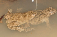 unka, sárgahasú unka, vöröshasú unka, bükki nemzeti park igazgatóság