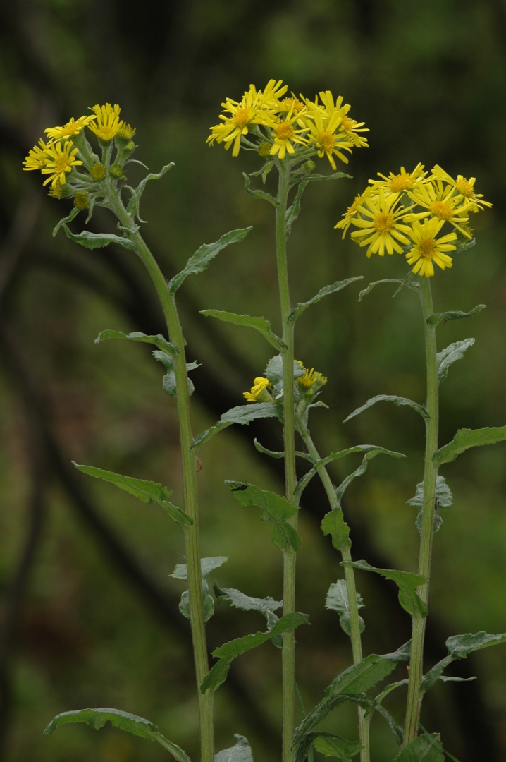 Senecio_rivularis.JPG_251111102246.jpg